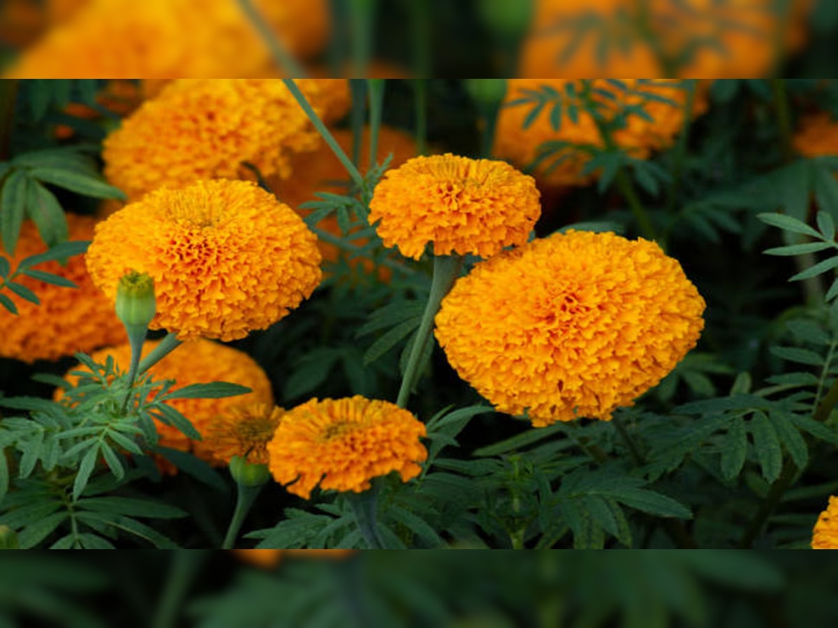 Health Benefits of Marigold flower for skin know how to use in ZEE