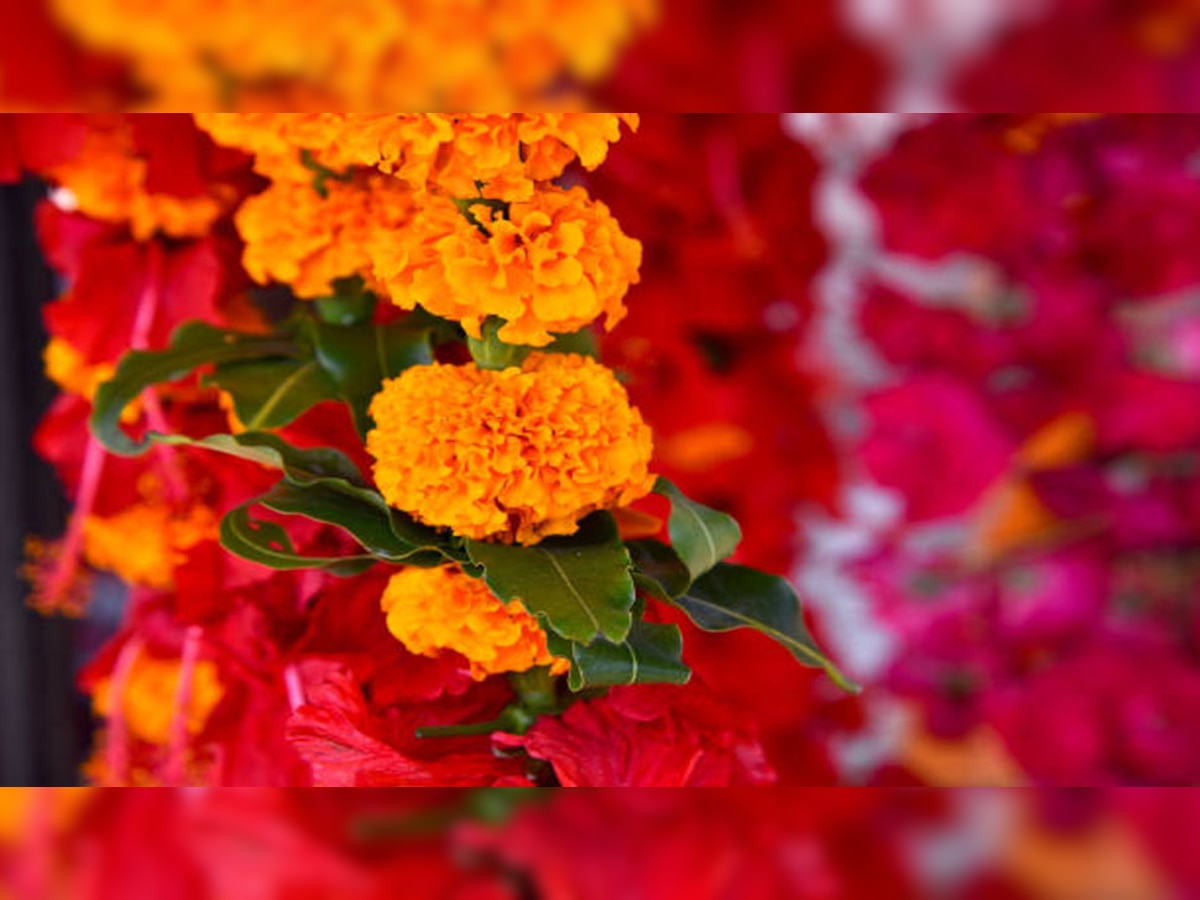 Health Benefits of Marigold flower for skin know how to use in ZEE