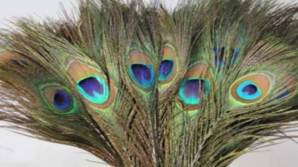 benefits-of-keeping-peacock-feather-at-home-youtube