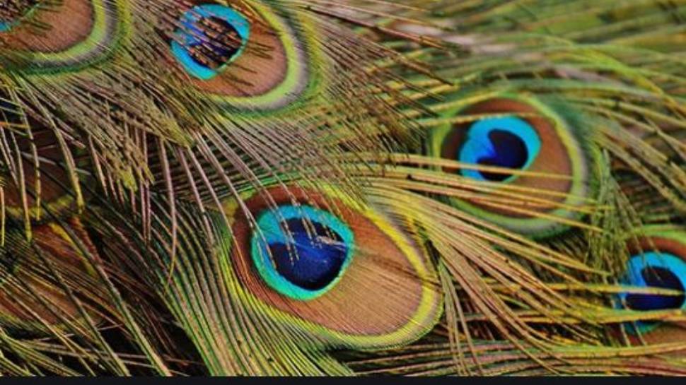 vastu tip benefits of keeping peacock feathers at home । वास्तु शास्त्र ...