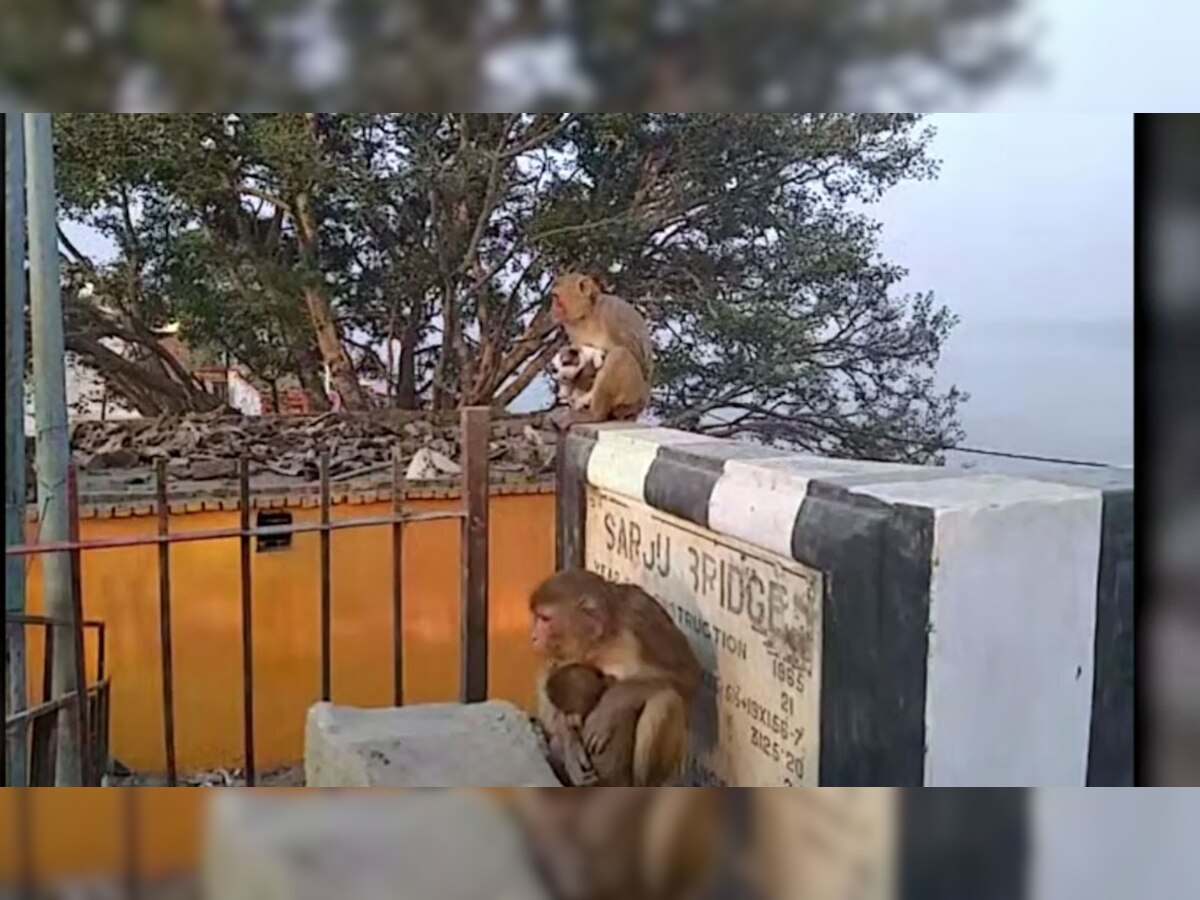 पिल्ले को गोद में लेकर घंटों अठखेलियां करता रहा बंदर