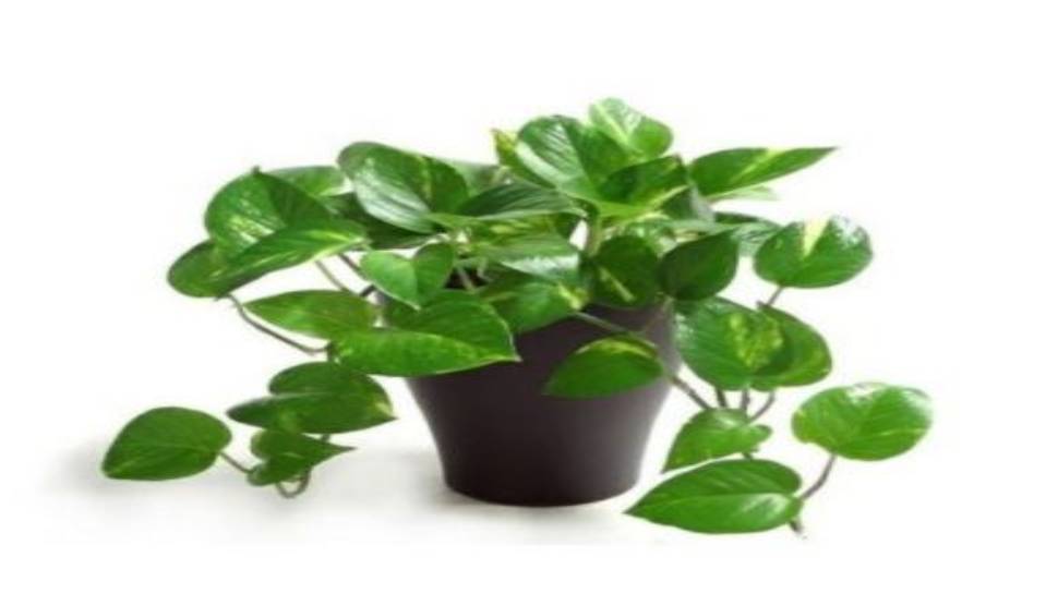 Money Plant Vastu Tips These Are The Benefits Of Setting Up A Money ...