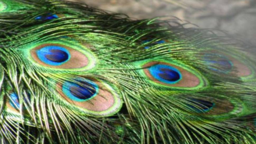 Peacock Feathers Bring Happiness