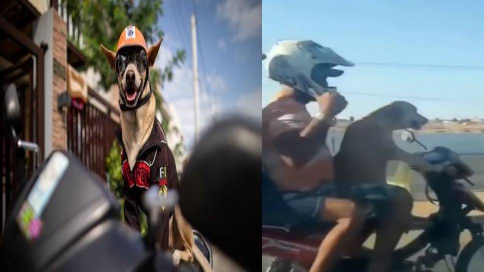 Viral Video: अपने मालिक को Bike Ride पर ले जाता है यह कुत्ता, Swag देखकर आप भी हो जाएंगे दीवाने