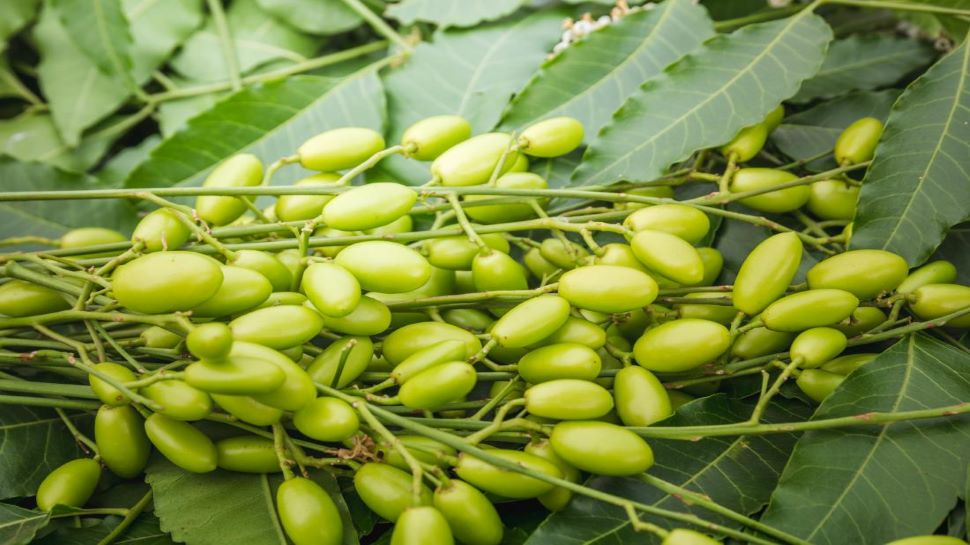 Astro Benefits Of Neem Plant अपने शत्रुओं से परेशान हैं तो नीम का ये