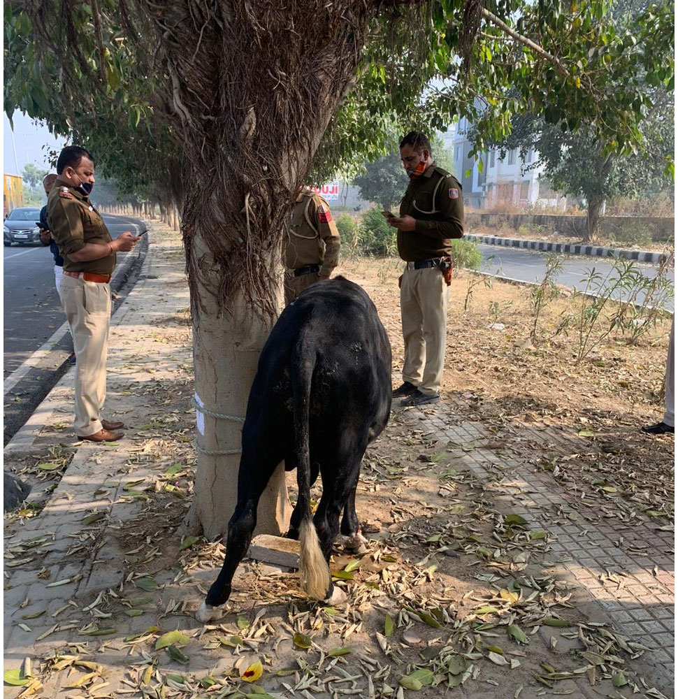 delhi Multiple number of suspected slaughtered bodies of cow cattle ...