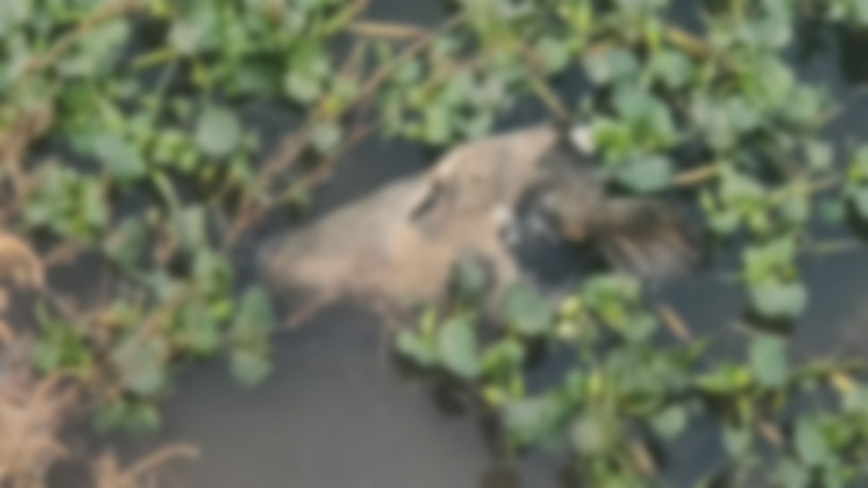 अज्ञात लोगों के खिलाफ मुकदमा दर्ज delhi Multiple number of suspected slaughtered bodies of cow cattle were found in drain near dwarka sector 23