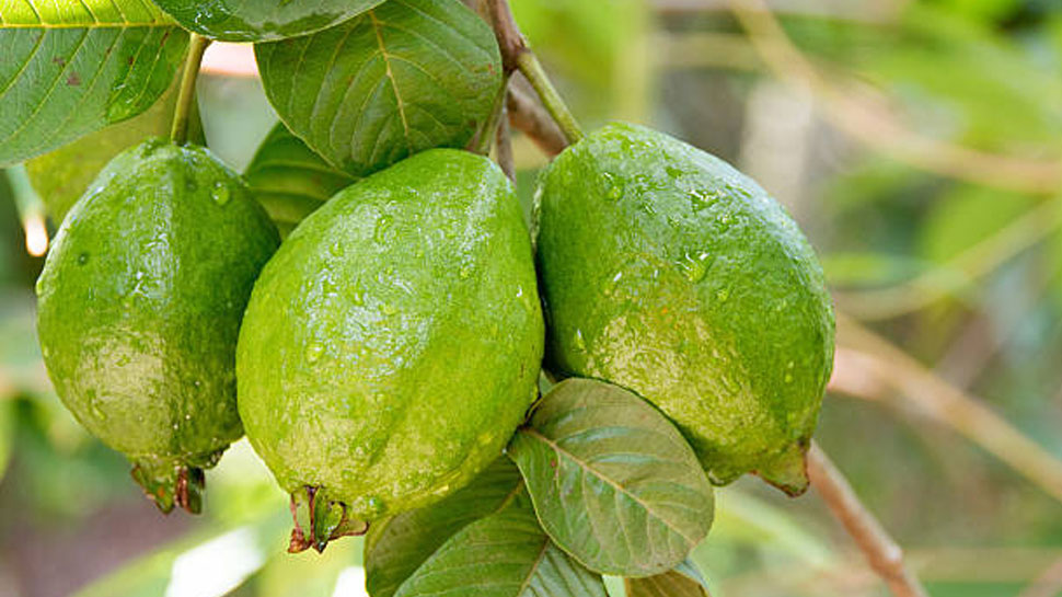 Health benefits of Guava Eating guava ends constipation