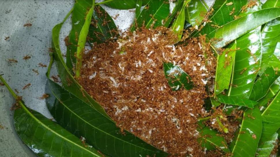 jharkhand tribal people eat ant chutney to avoid cold and hunger । Jharkhand Tribal Rule: ठंड से बचने के लिए लाल चींटी की चटनी बनाकर खाते हैं यहां के लोग | Hindi