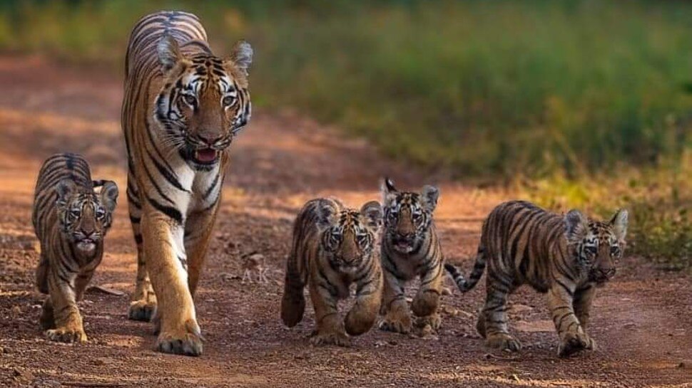 panna tiger reserve tigress t2 given birth to 21 cub from 2008 know her story mpas | हीरों की नगरी में खड़ा किया बाघों का कुनबा, दशक भर में दिया 21 शावकों