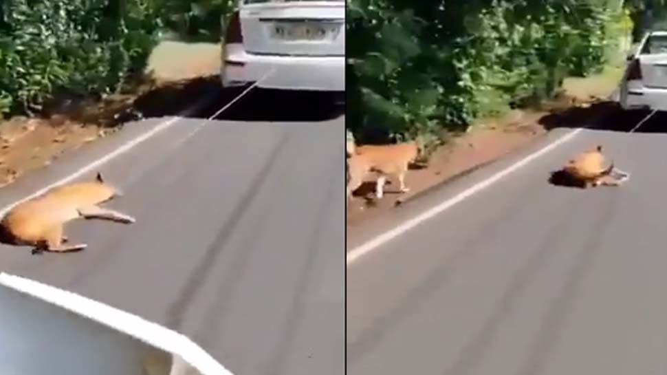 karela man Dog tied to rope dragged his car police arrested him mpsn ...