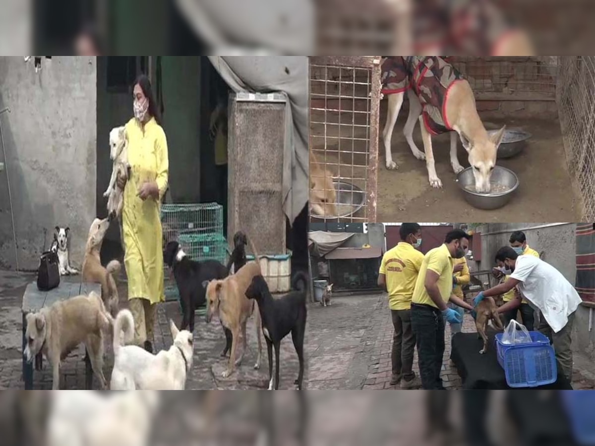 विनीता अरोड़ा सड़कों पर घूमने वाले बेसहारा कुत्तों की देखभाल कर रही हैं. फोटो साभार (ANI ट्विटर)