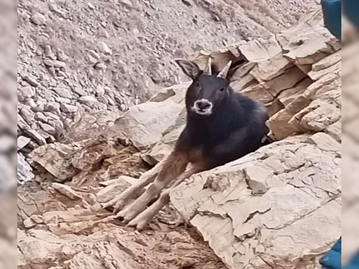 Spiti Valley में दिखा दुर्लभ Himalayan Serow, हो चुका था विलुप्त 