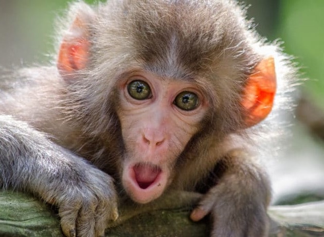 International Monkey Day है आज, जानिये क्यों मनाते हैं यह विशेष बंदर दिवस 