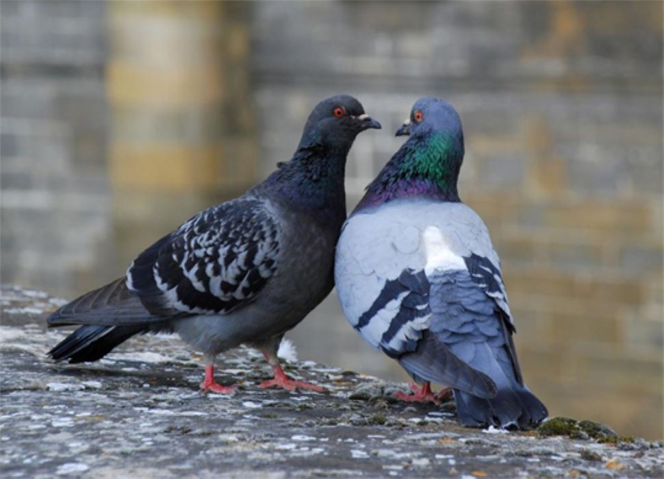 Homing Pigeon Ka Hindi Meaning