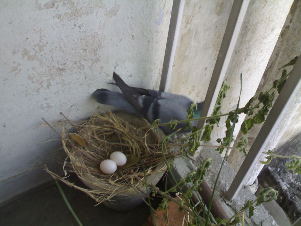 Know exciting facts about pigeon |PHOTOS: घर में कबूतर का घोंसला बनाना माना  जाता है शुभ या अशुभ? | Hindi News,