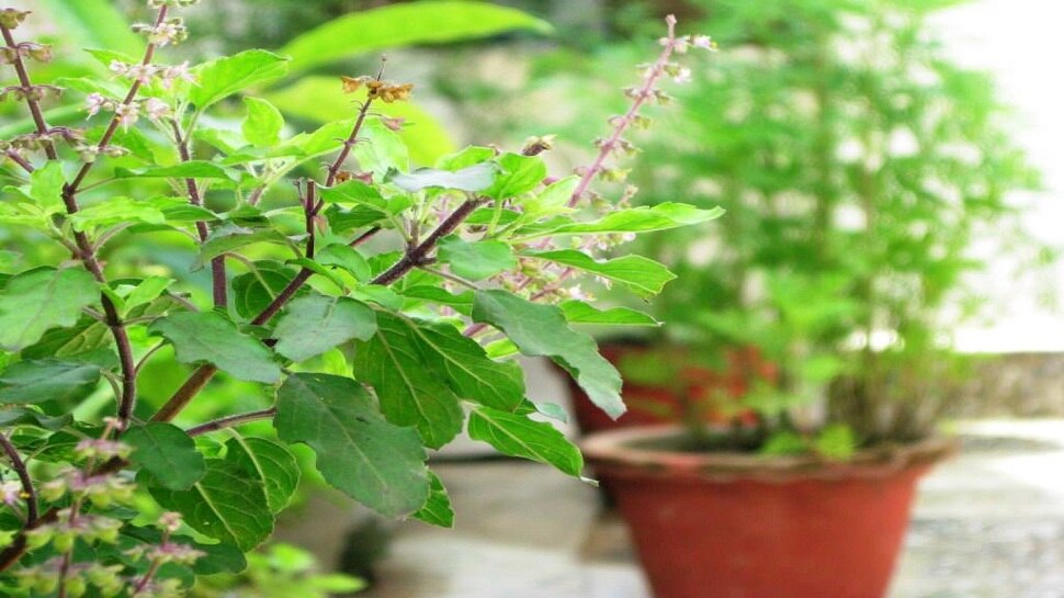 तुलसी के पत्ते देते हैं राहत Tulsi leaves