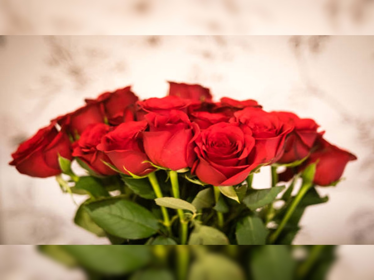 Rose Flower Uses In Hindi Best Flower Site