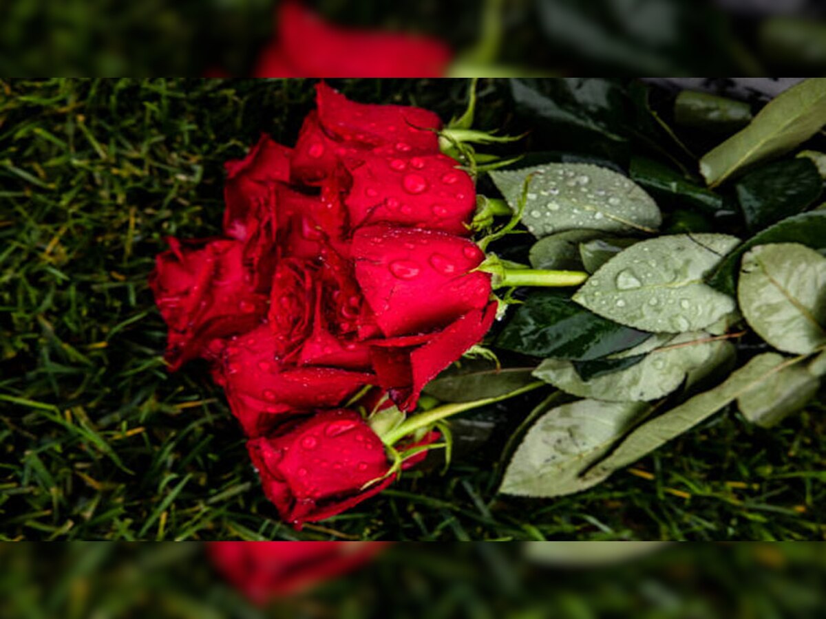 Rose Flower Uses In Hindi Best Flower Site