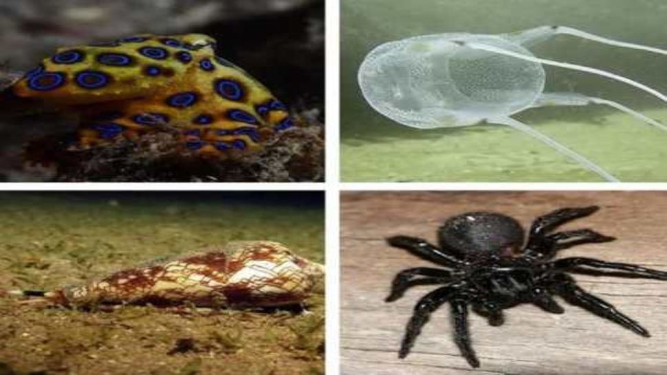 most poisonous creatures of the world | Most Poisonous Creatures: ये