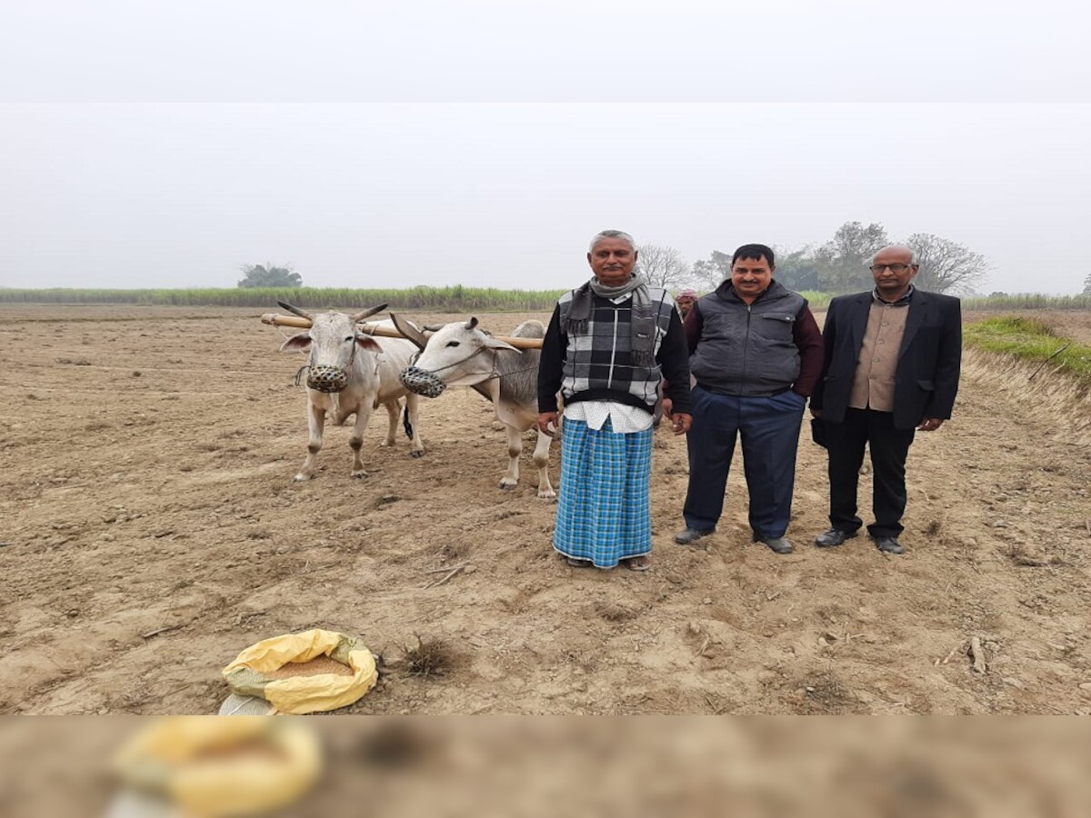 बगहा में किसान कर रहा सोना मोती गेहूं की खेती.