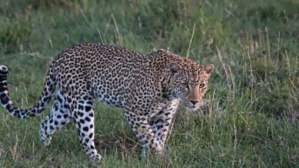 Number of leopards in India increased to 12,000, lion and tiger also