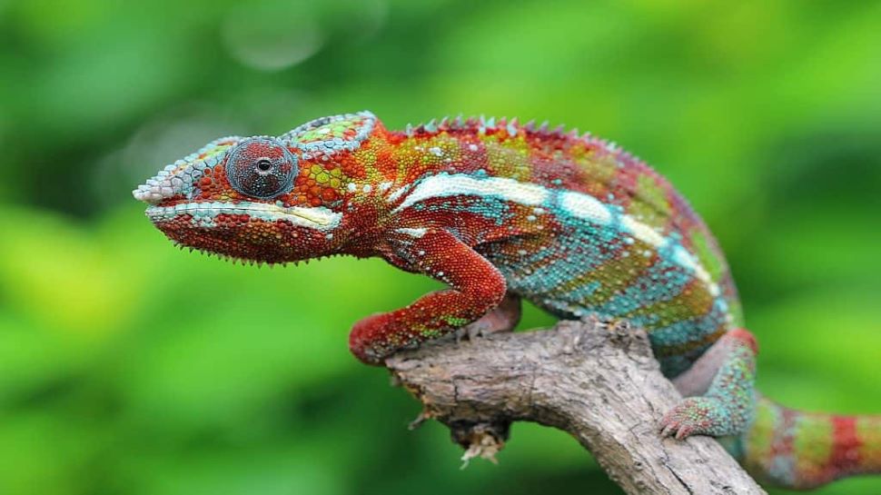 know the reason why these creatures change color like chameleon |ये हैं