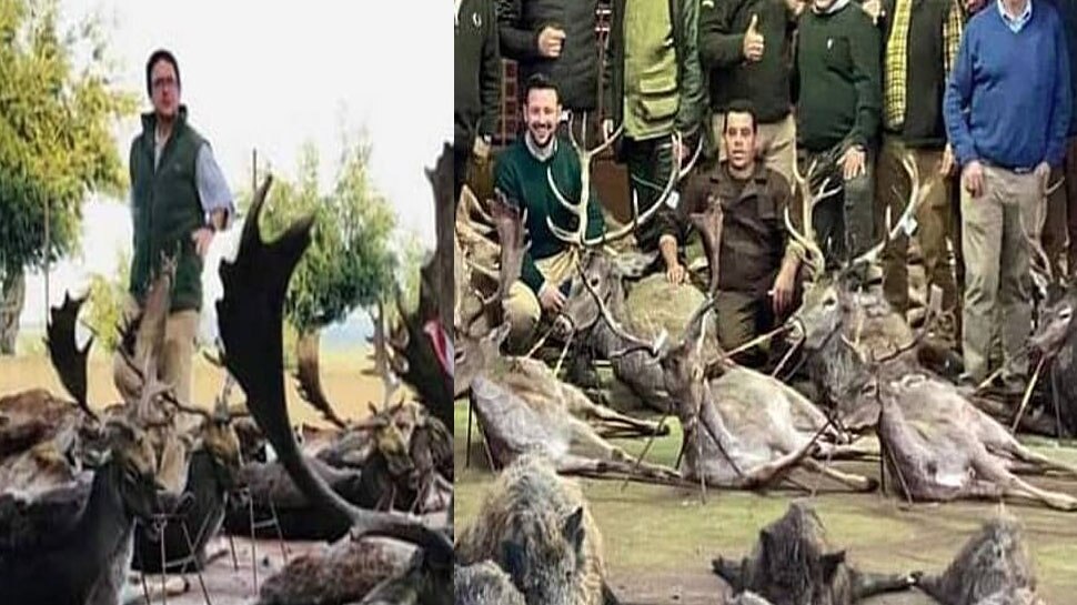 540 Wild Animals Including Deers Killed By Spanish Hunters In Portugal Portugal स प न क श क र य न क 540 ज नवर क हत य तस व र द ख भड क उठ ल ग Hindi News द न य