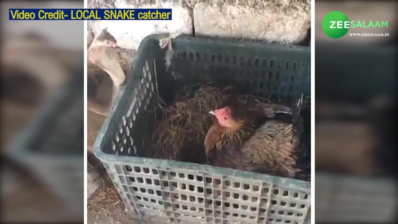 hen clashed with two snakes to save its eggs hen and snakes firght