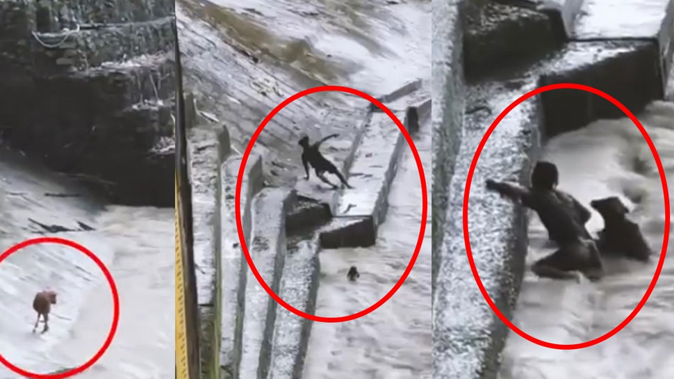 A man Rescuing a calf in need from flood video gone viral dvup | इस ...