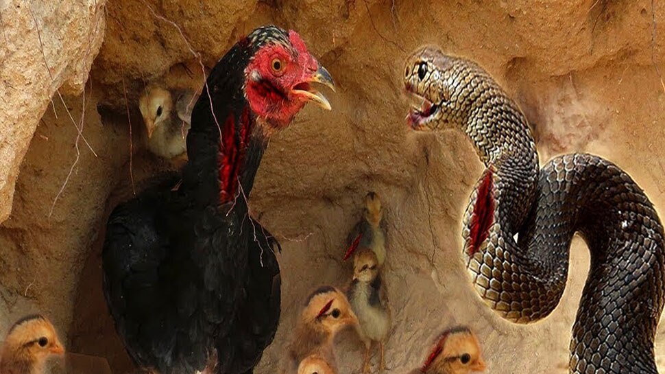 when hen fight two cobra snakes to save its eggs see what happened in