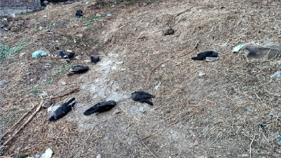 15 crows Death 3 days in Khargone feared bird flu confirmation after ...