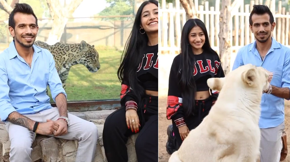 शेर मेरा यार Yuzvendra Chahal Dhanashree Verma Honeymoon in Fame Park Duabai with White Lion