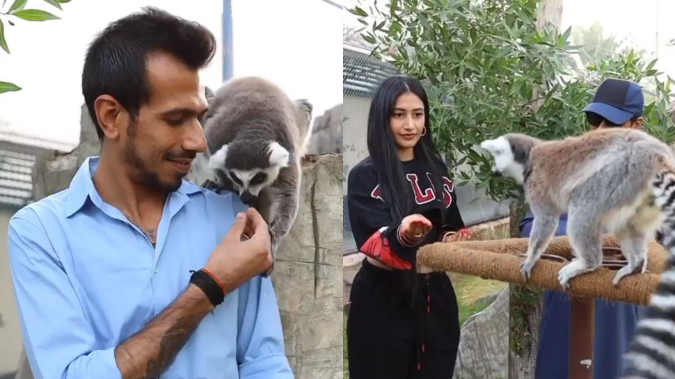 जंगल कपल बने धनश्री-चहल Yuzvendra Chahal Dhanashree Verma Honeymoon in Fame Park Duabai with White Lemur