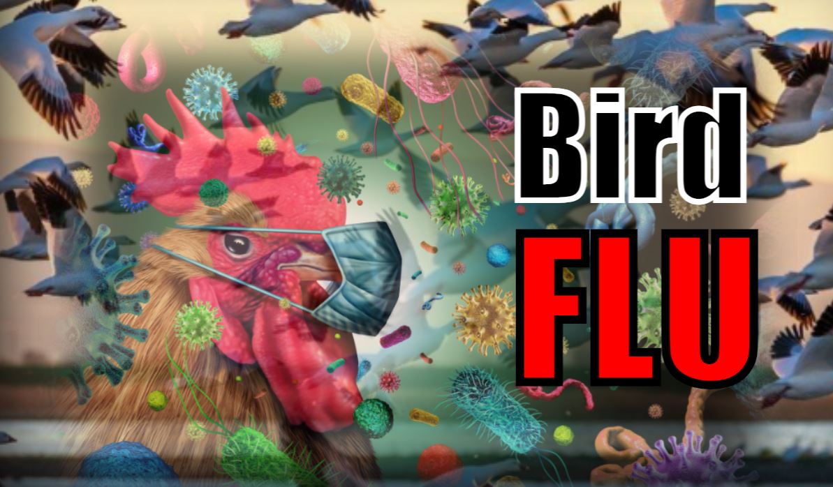 खतरनाक Bird Flu से आपको कैसे बचना है? जानिए यहां
