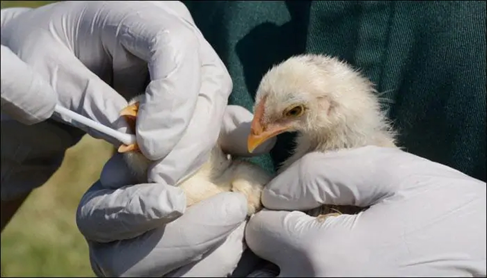 कोरोना के बाद अब Bird Flu: हरियाणा के पंचकूला में लाखों मुर्गियों की मौत कोरोना के बाद अब Bird Flu: हरियाणा के पंचकूला में लाखों मुर्गियों की मौत