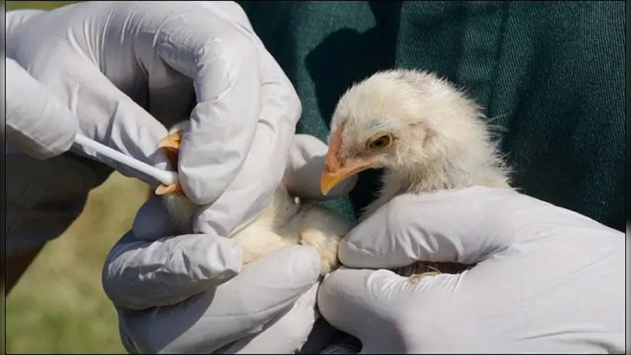 कोरोना के बाद अब Bird Flu: हरियाणा के पंचकूला में लाखों मुर्गियों की मौत