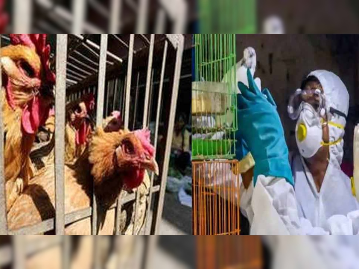 Bird Flu: असमंजस में हैं नॉनवेज के शौकीन, सस्ता होने की खबरों के बीच; हिचक रहे हैं लोग