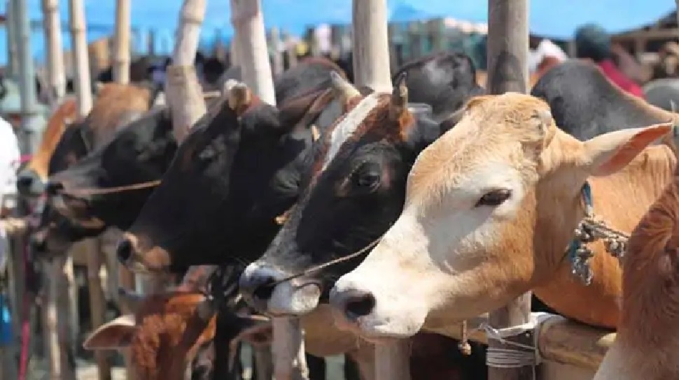 'गौ विज्ञान' पर पहली बार होने जा रहा नेशनल टेस्ट, इस तरह कर सकेंगे अप्लाई