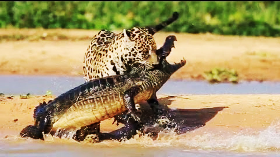 Jaguar hunts crocodile in water watch viral video of Jaguar attacks