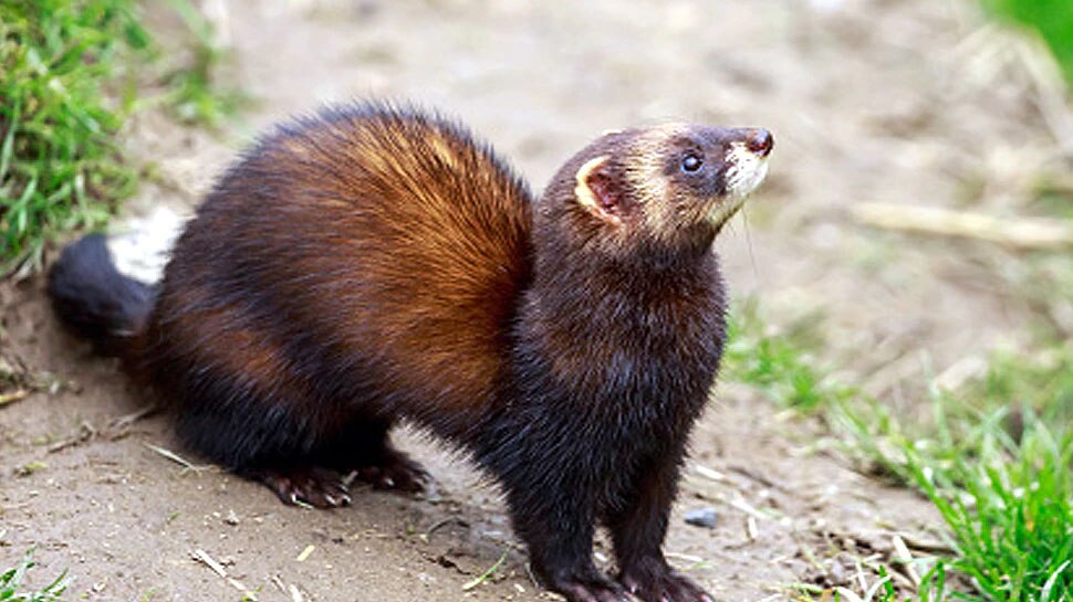 Ferrets were given the Corona vaccine in the US इस देश में जंगलों से