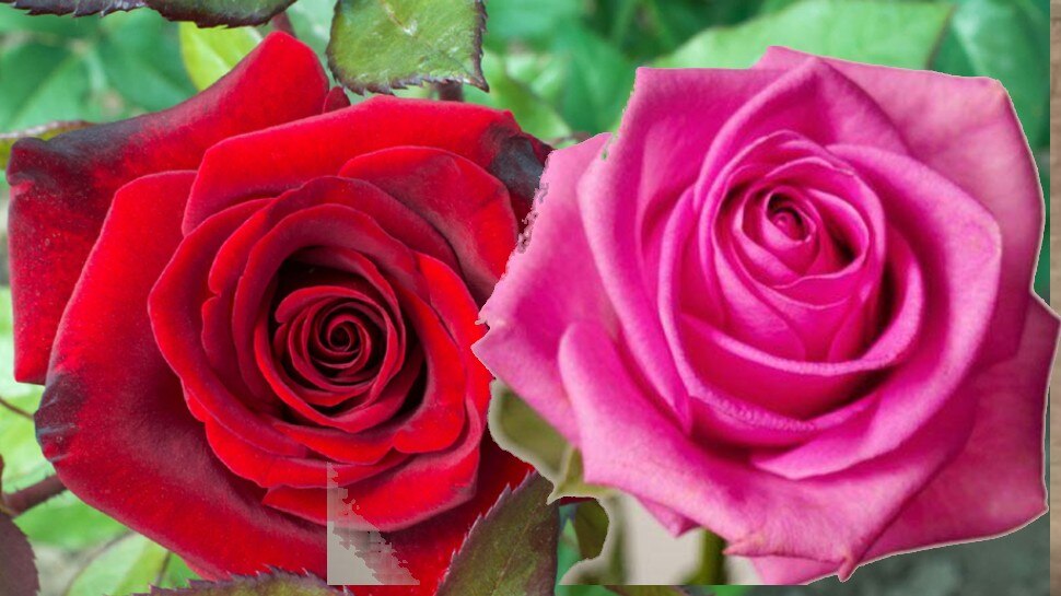 helth Benefit and methods use rose flowers brmp | गुलाब के फूलों से होते हैं ये गजब के फायदे, कील मुंहासों को करता है दूर