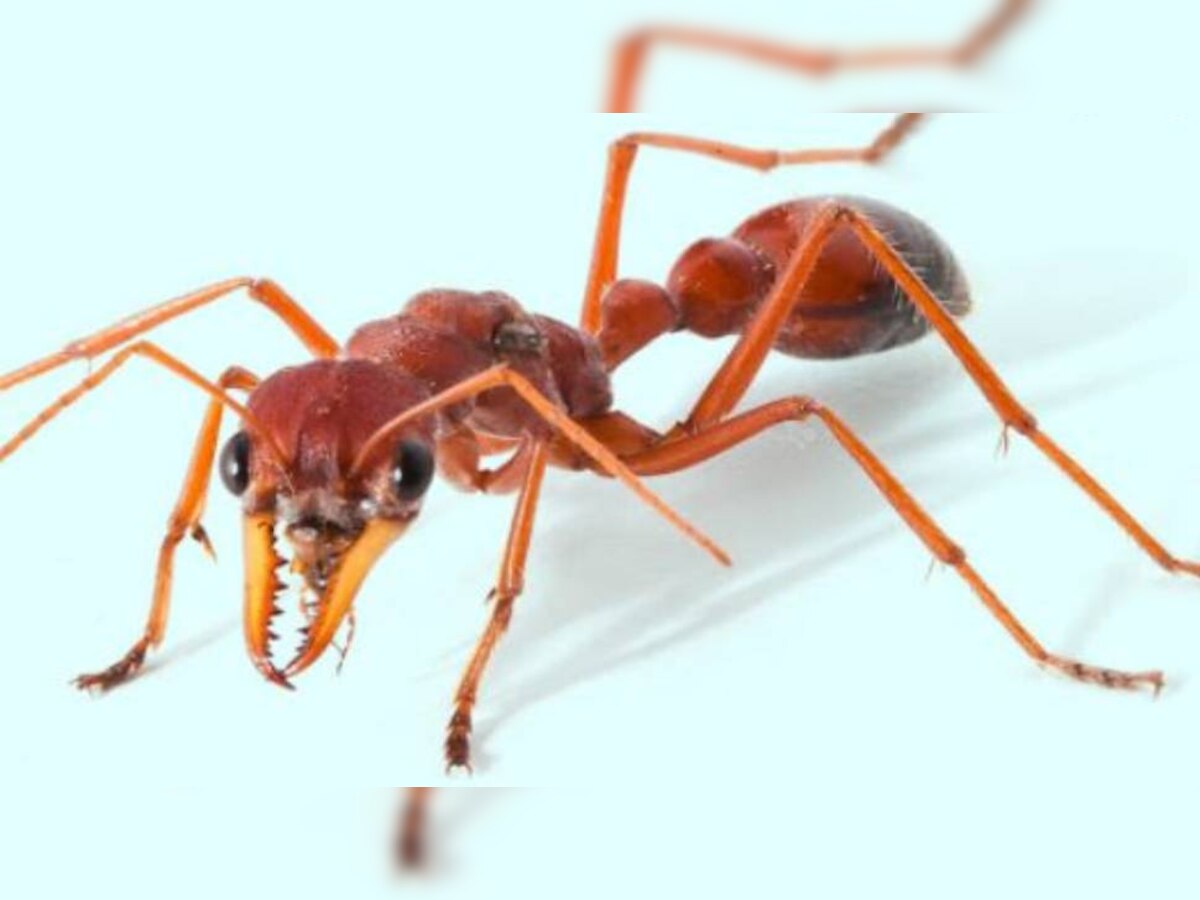 चींटियों की समझदारी पर शोध