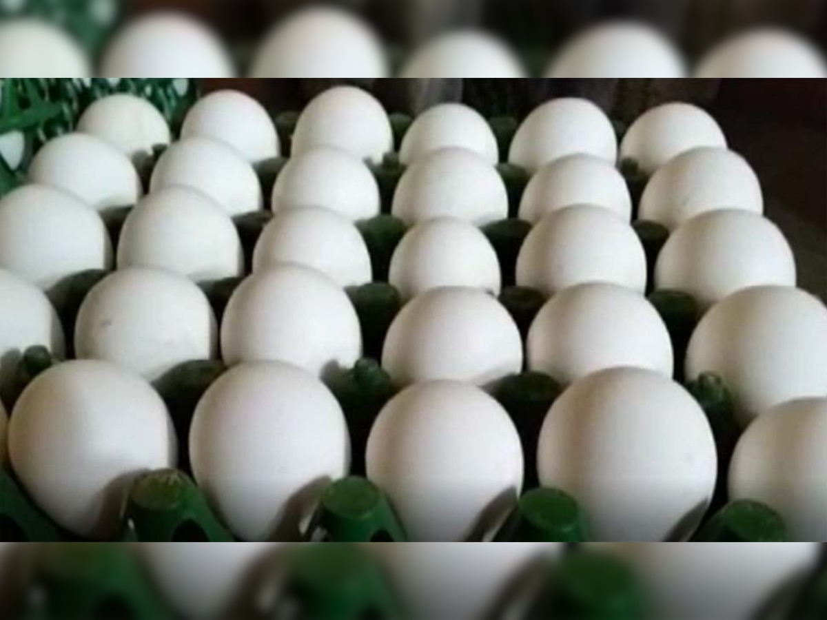 बर्ड फ्लू का सीधा असर पोल्ट्री बाजार पर पड़ा, चिकन और अंडे के दाम धड़ाम