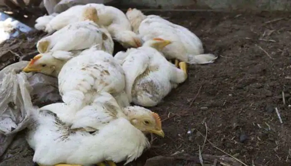 Bird Flu से बचने का देसी उपायः कृषि वैज्ञानिक ने बताया किस तरह करें इस्तेमाल Bird Flu से बचने का देसी उपायः कृषि वैज्ञानिक ने बताया किस तरह करें इस्तेमाल