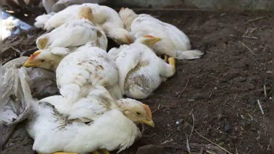 Bird Flu से बचने का देसी उपायः कृषि वैज्ञानिक ने बताया किस तरह करें इस्तेमाल