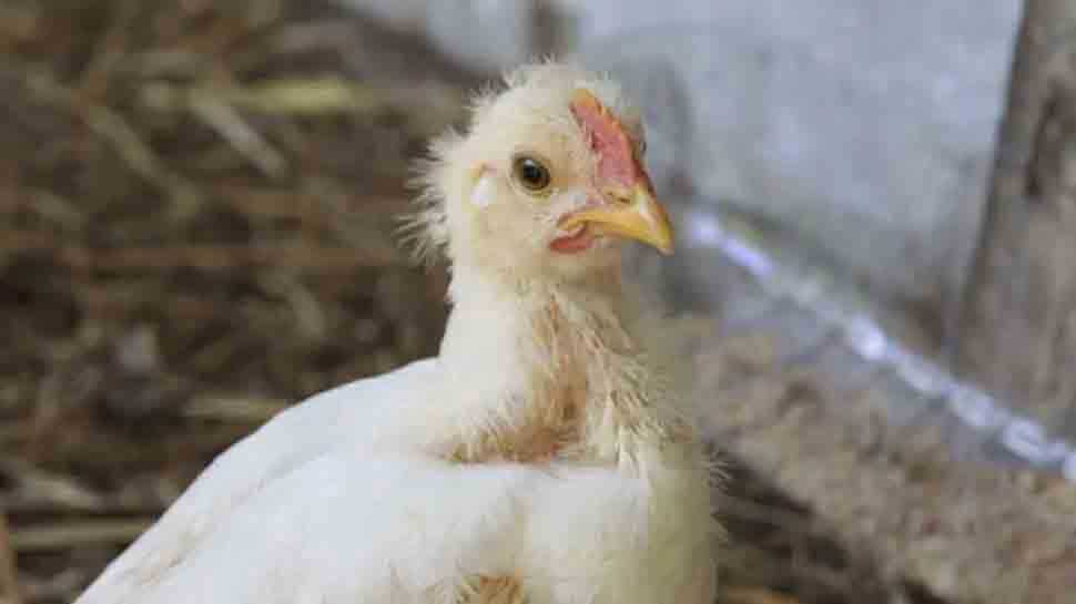 Bird Flu: महाराष्ट्र के बाद दिल्ली में भी कोहराम, उद्धव ठाकरे ने बुलाई आपात बैठक