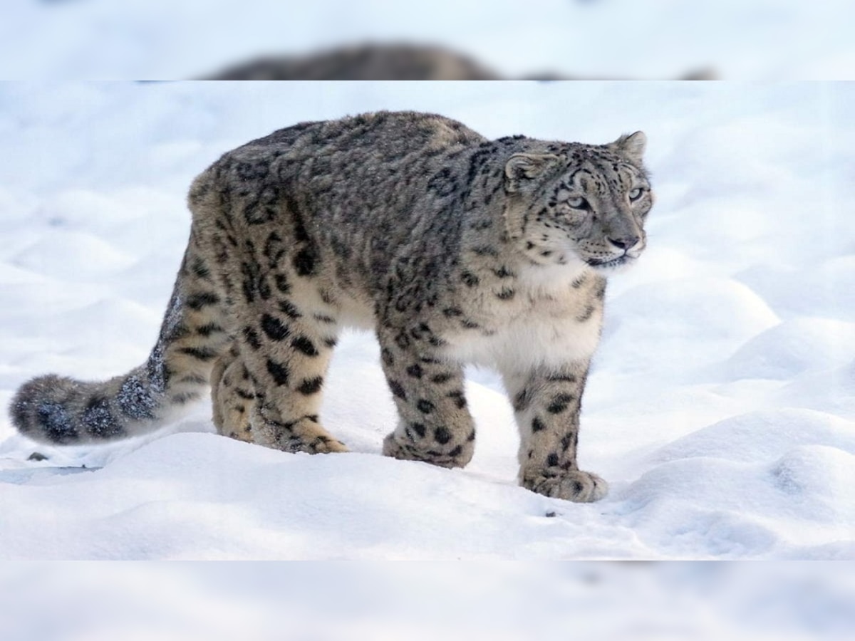 Snow Leopard