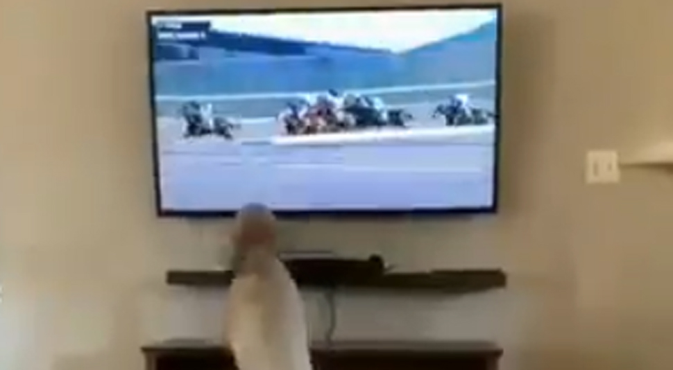 TV पर घोड़ों की रेस देख कुत्ता करने लगा कुछ ऐसी हरकत कि वायरल हो गई VIDEO TV पर घोड़ों की रेस देख कुत्ता करने लगा कुछ ऐसी हरकत कि वायरल हो गई VIDEO