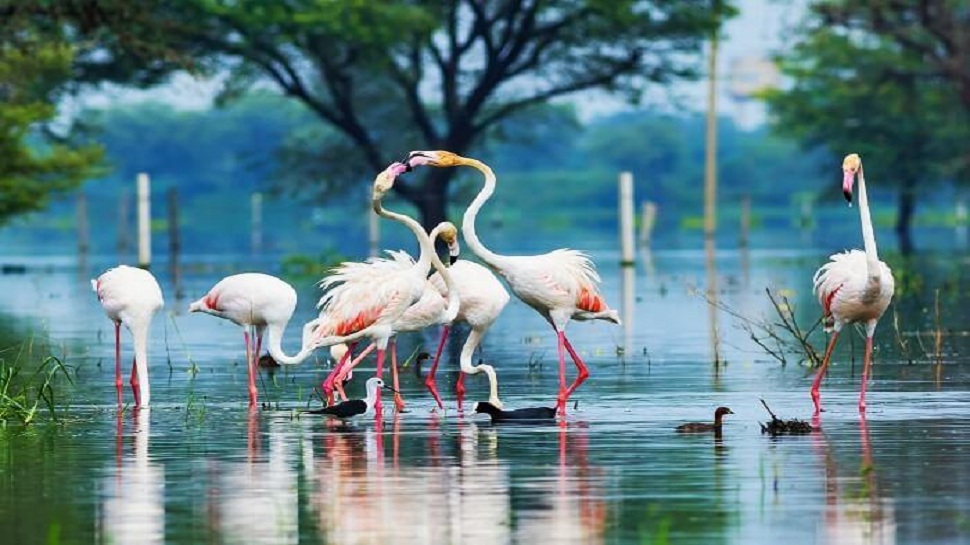 low budget trip to bharatpur rajasthan famous for bird sanctuary | Rajasthan Trip: इस Weekend करें Bharatpur की सैर, हमेशा याद रहेगी छुट्टी | Hindi News, ट्रैवल